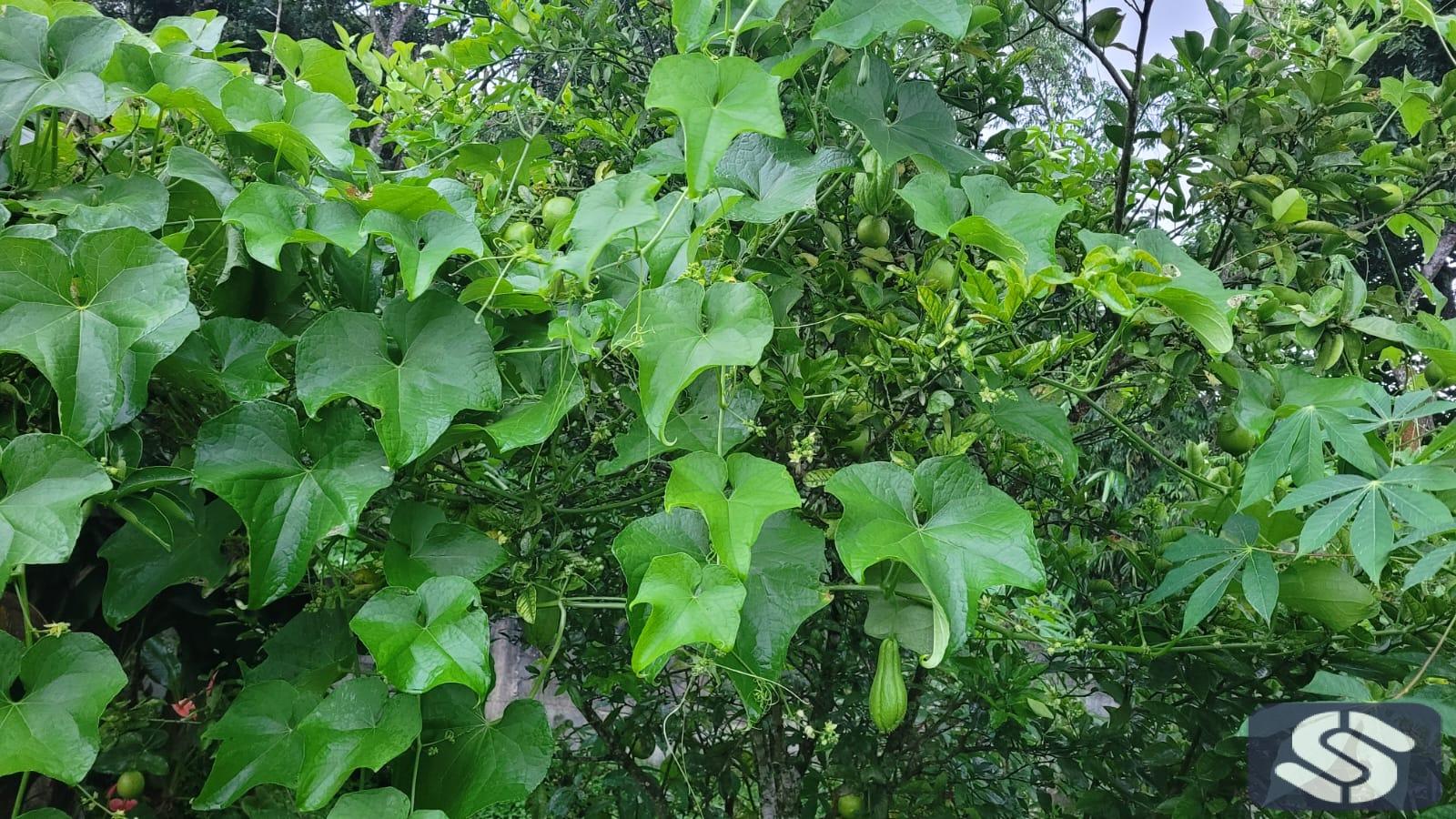 TERRENO Á VENDA EM MOGI DAS CRUZES