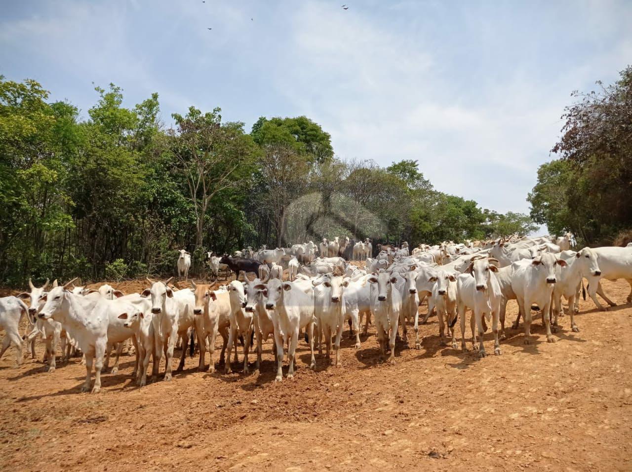 Fazenda Confusão - MG