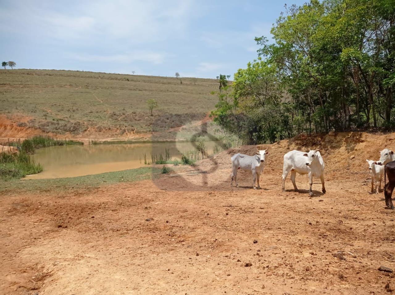 Fazenda Confusão - MG