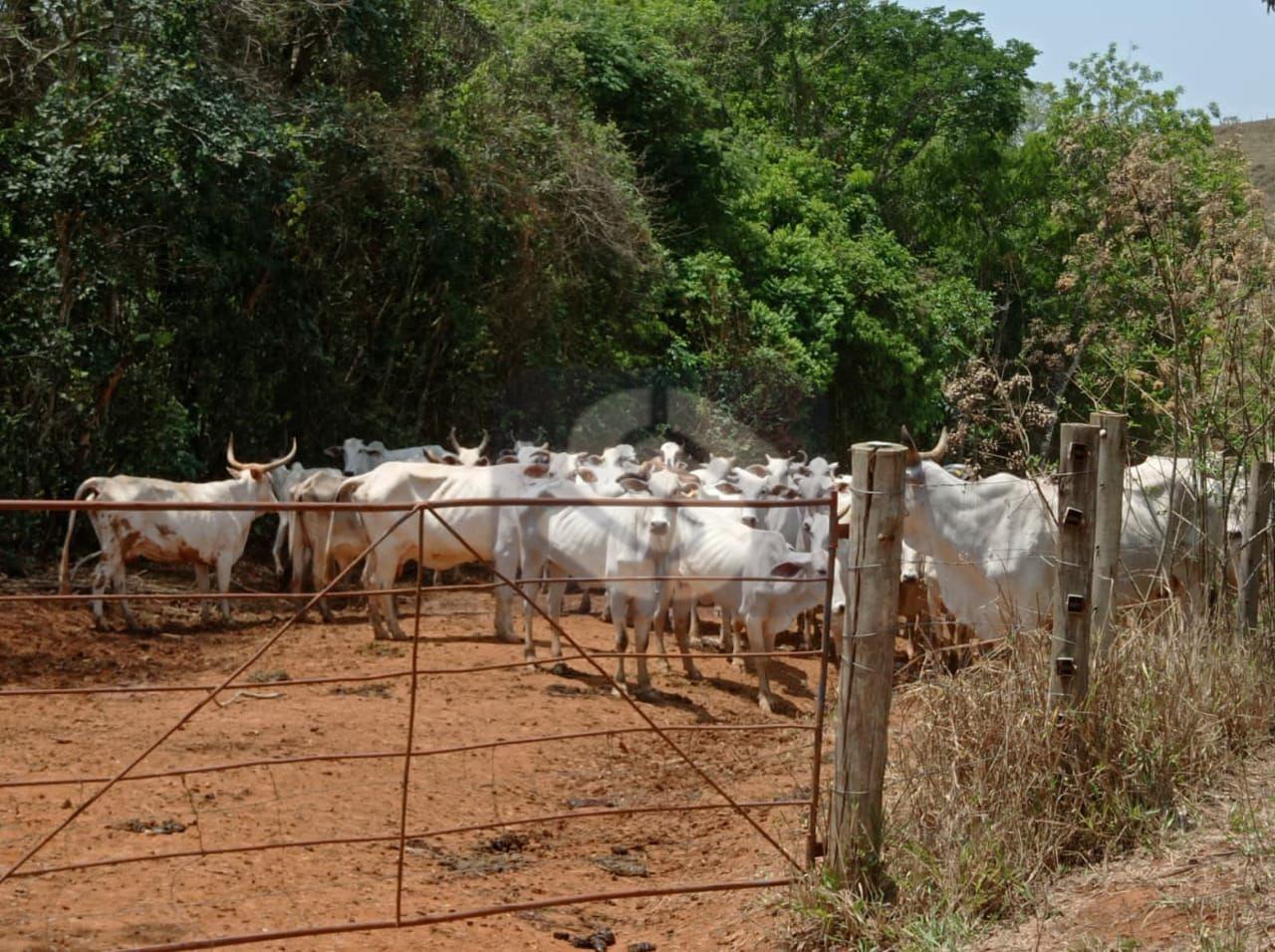 Fazenda Confusão - MG