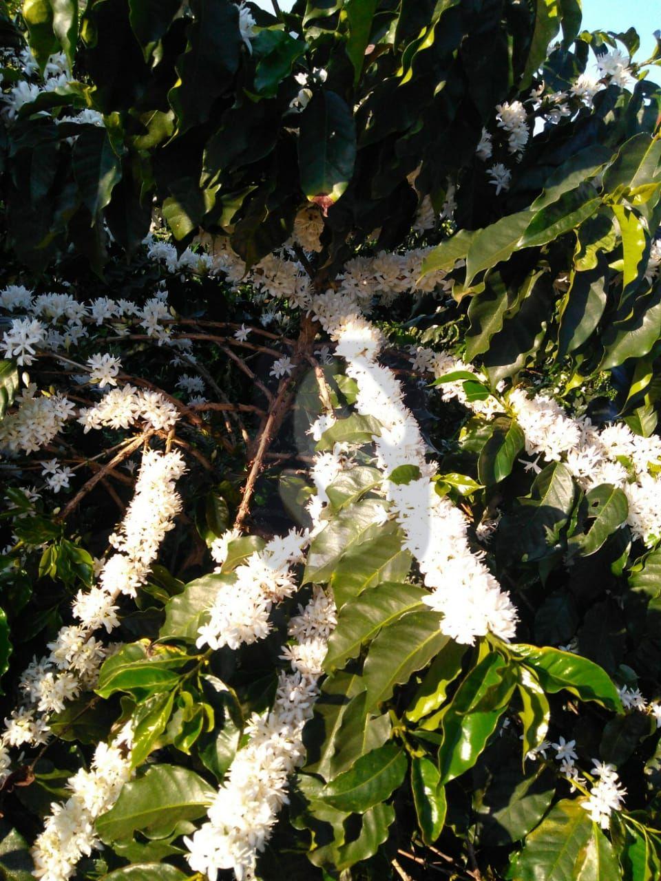 Fazenda Lagoa - MG