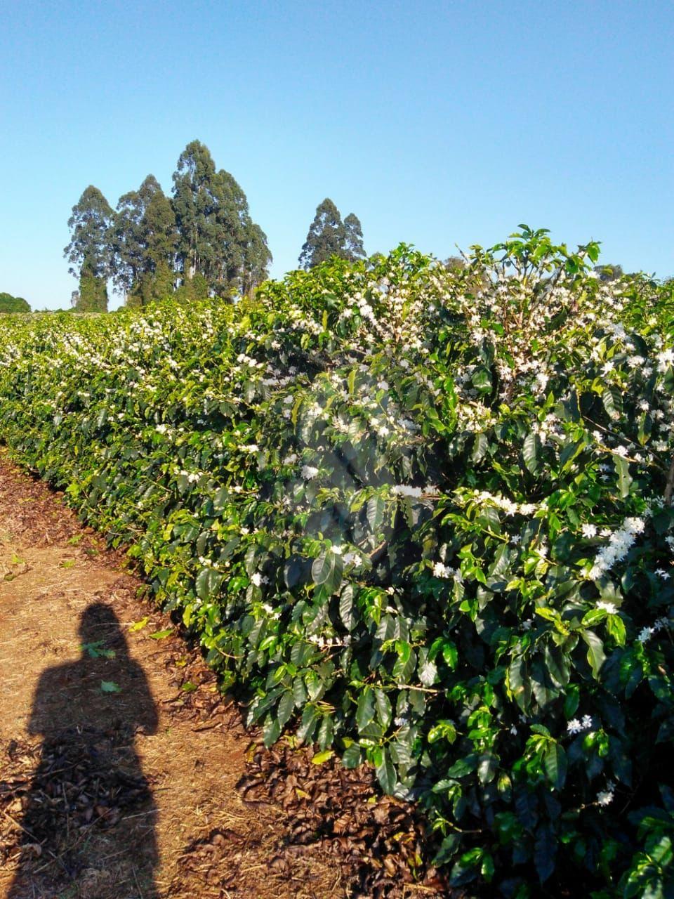 Fazenda Lagoa - MG