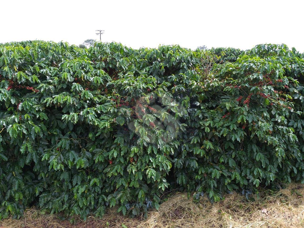 Fazenda Piumhi - MG