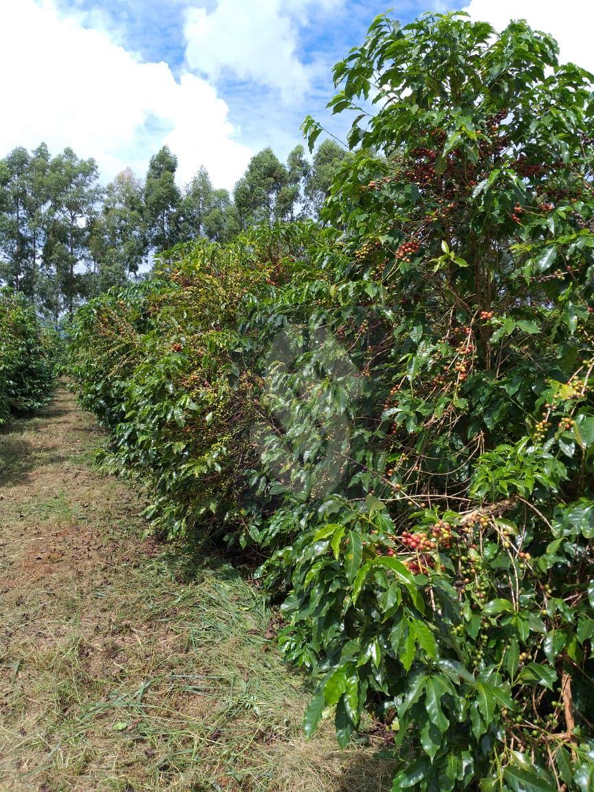 Fazenda Piumhi - MG