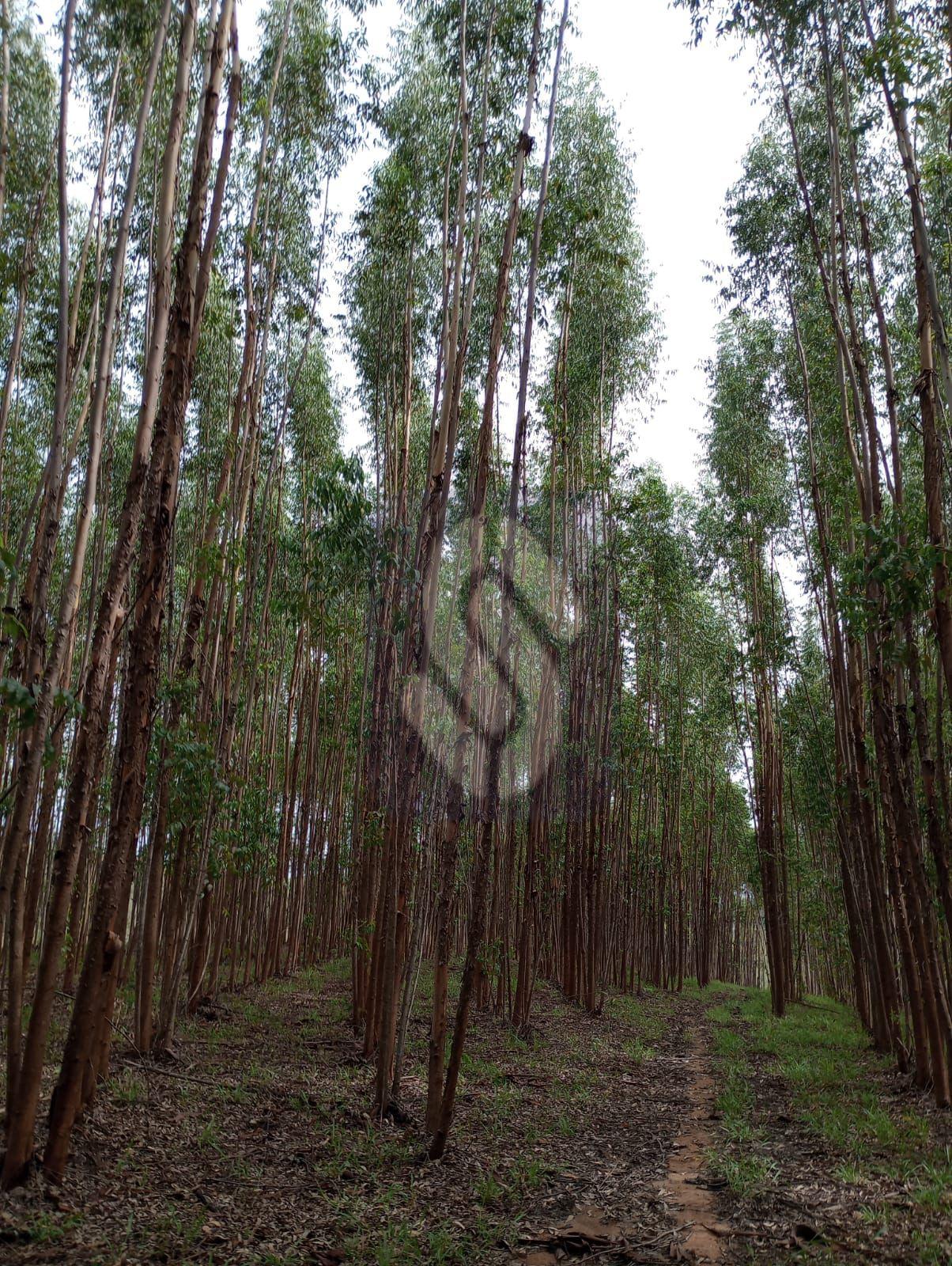 Fazenda Guiné - São Roque de Minas - MG