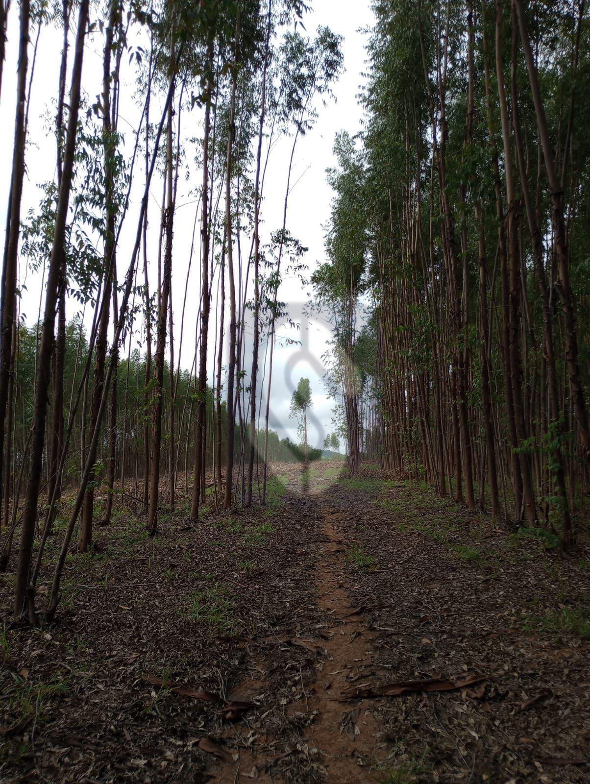 Fazenda Guiné - São Roque de Minas - MG