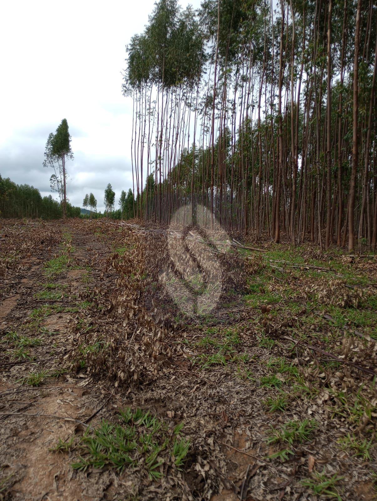 Fazenda Guiné - São Roque de Minas - MG