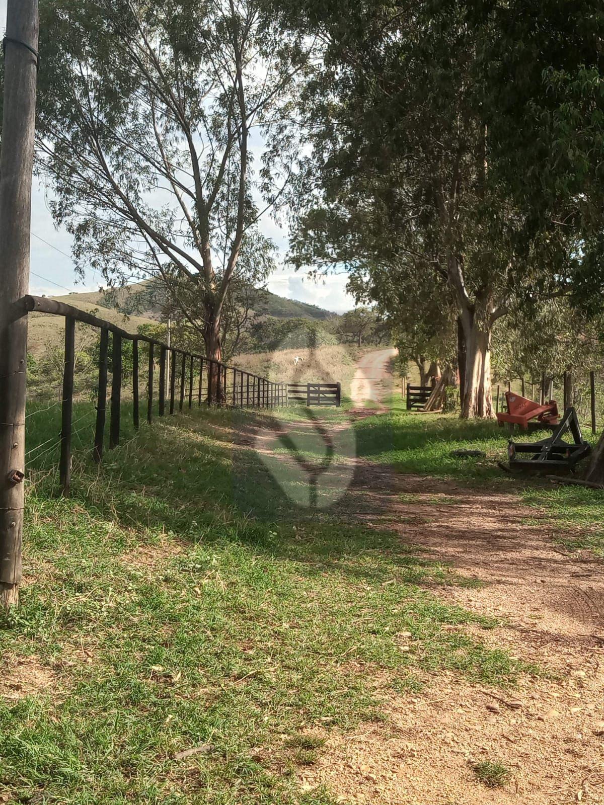 Fazenda Guiné - São Roque de Minas - MG